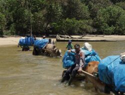Cerita Polisi Bantu Pendistribusian Logistik Pemilu Gunakan Gerobak Sapi Susuri Laut Hingga Terjebak di Jalan Lumpur