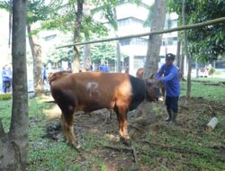 Unila Adakan Kurban 32 Sapi dan 17 Kambing
