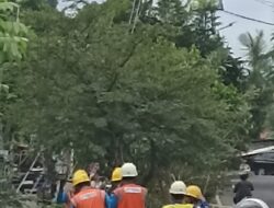 Pohon Tumbang Nyaris Hantam Edi Kobra, PLN Minta Maaf